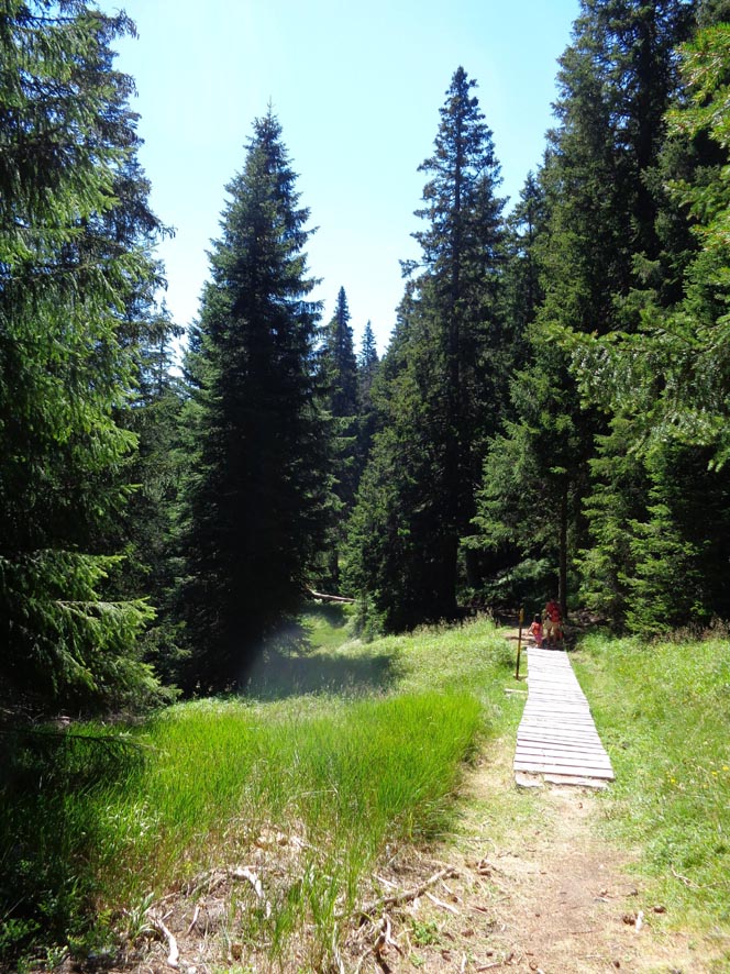 San Bernardino, passerella nel bosco 