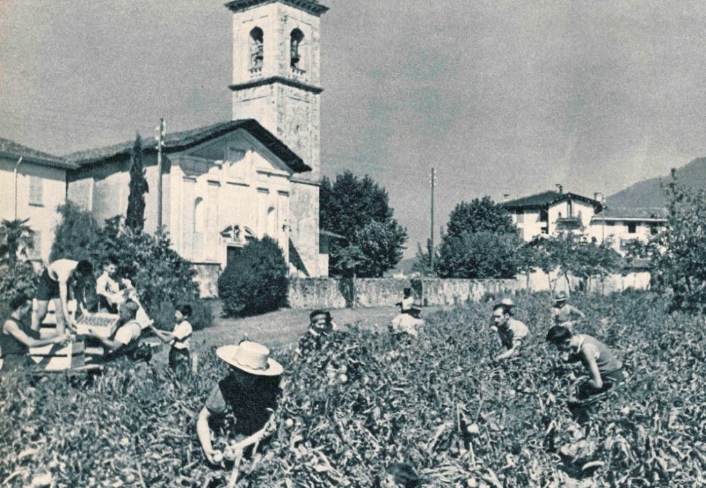 Raccolta di pomodori a Vacallo, davanti alla chiesa di San Simone, anni 30 (foto Archivio Documentazione Migros)