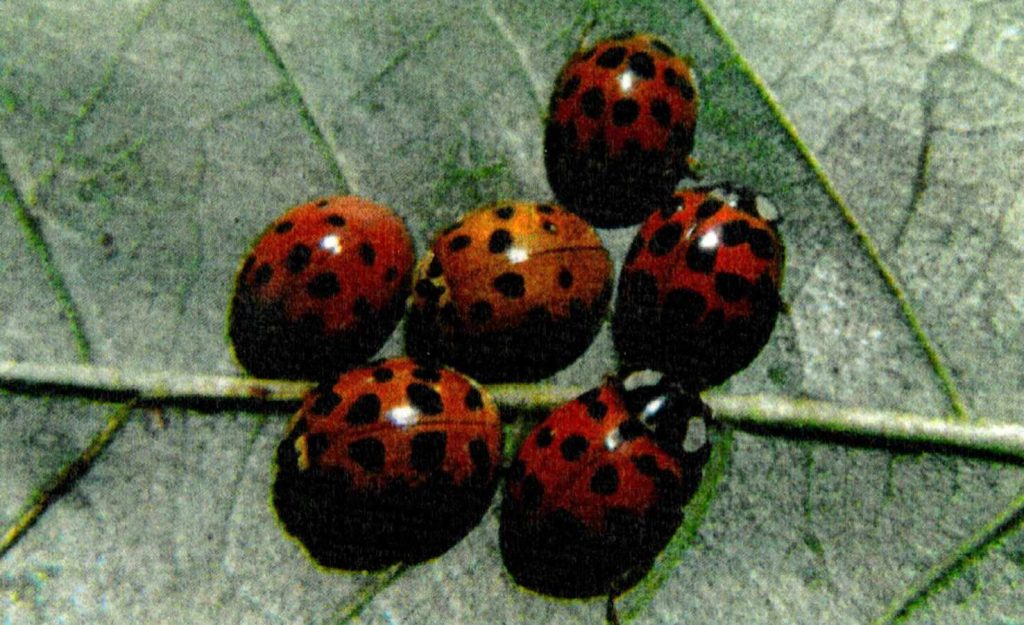 Harmonia axyridis, la coccinella venuta dal freddo (Alessandro Focarile)

