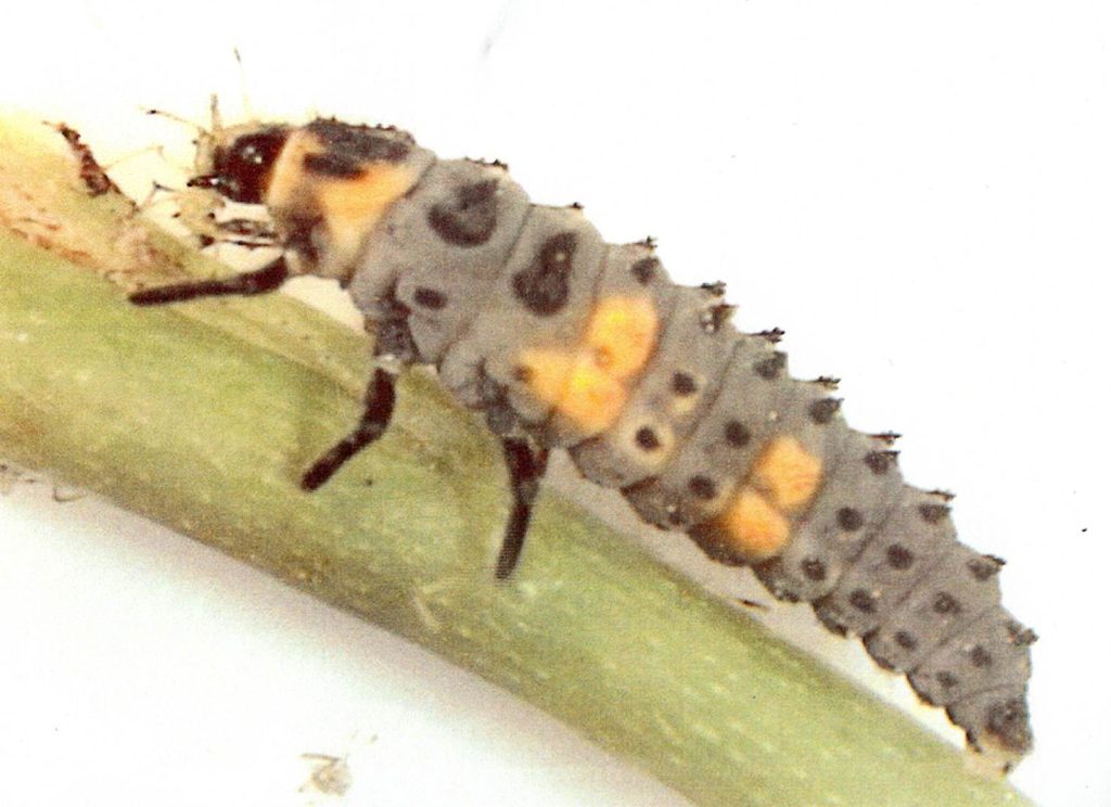 Larva di coccinella in cerca di afidi. (Alessandro Focarile)
