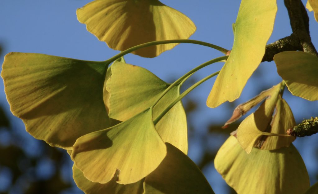I due lobi della foglia di un Ginkgo Biloba (pxhere.com)