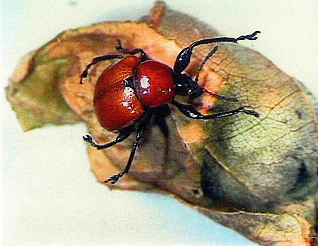II coleottero sigaraio Attelabus nitens, su querce e castagno (Alessandro Focarile)