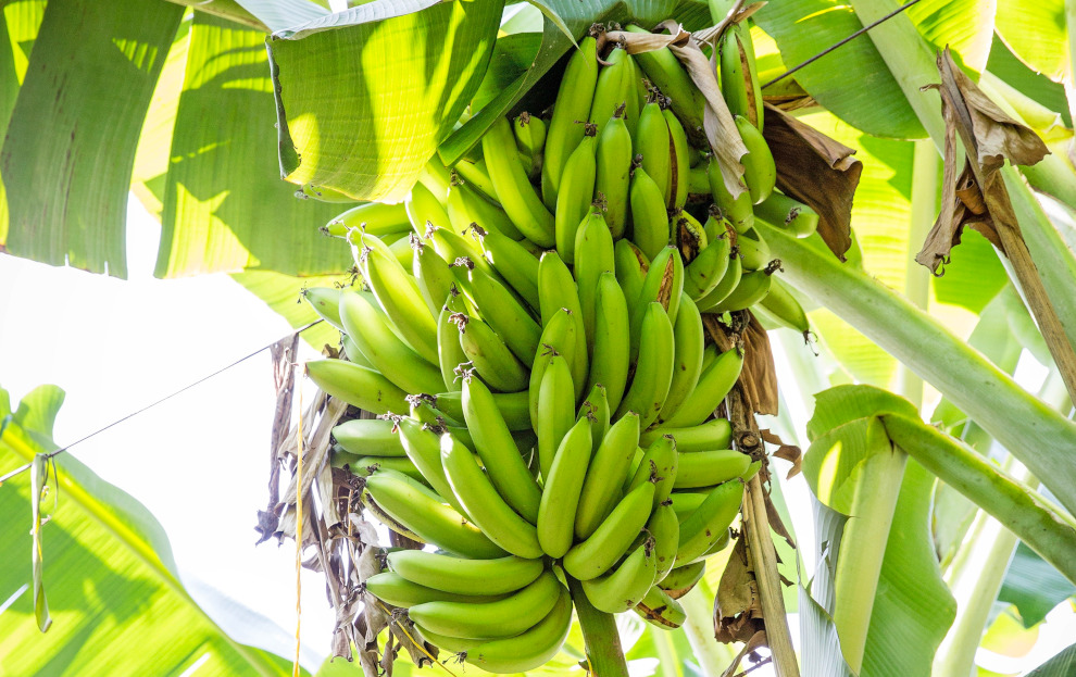 Le piantagioni in Colombia ed Ecuador sono gestite in modo responsabile (MM)