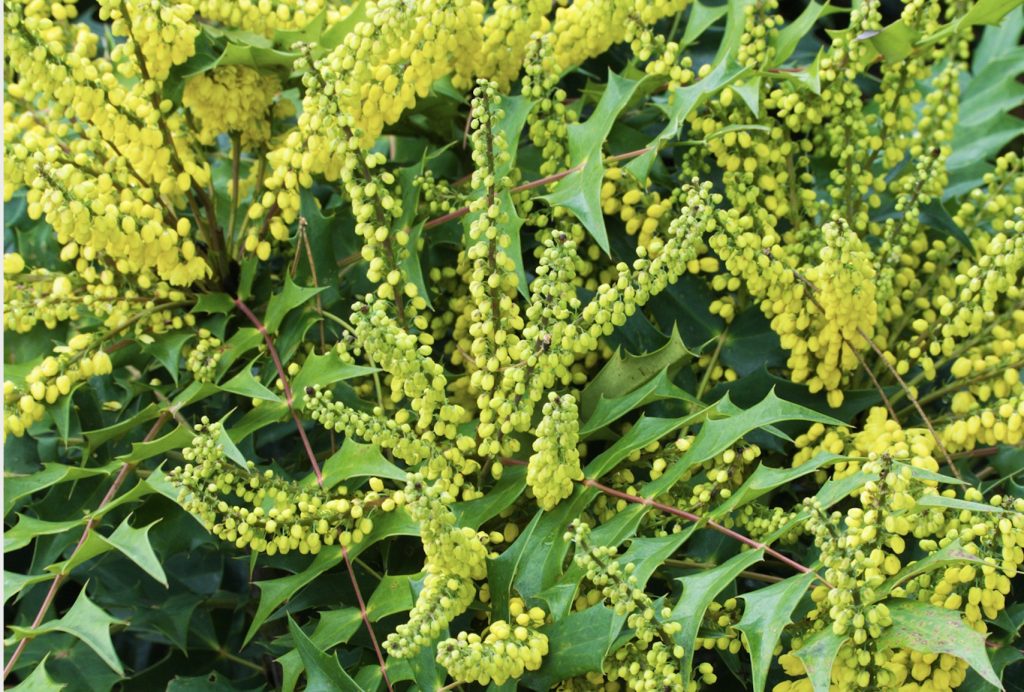 Un bell’esemplare di Mahonia x Media «Winter Sun»