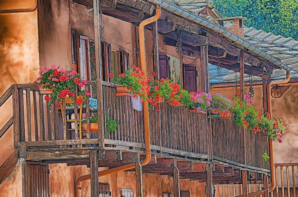 Attenti al Licenide dei gerani, che crea piccoli fori nello stelo e rovina foglie e fiori (Needpix.com)