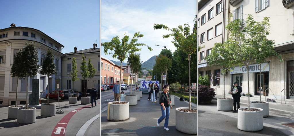 Alcuni alberi dell’istallazione «Vivai diffusi» a Chiasso (Foto di Matteo Spazzi)