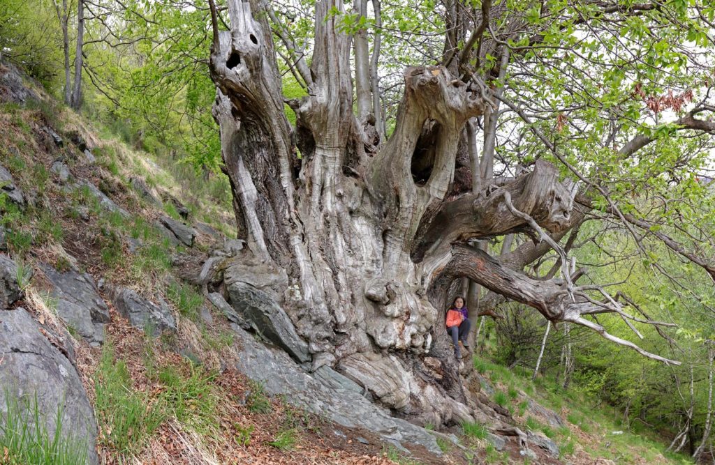 Il Setalón, una vera scultura vegetale (Patrik Krebs)