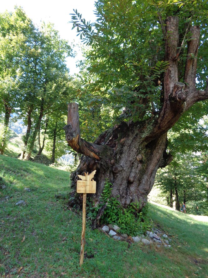 Soazza, percorso bosco
