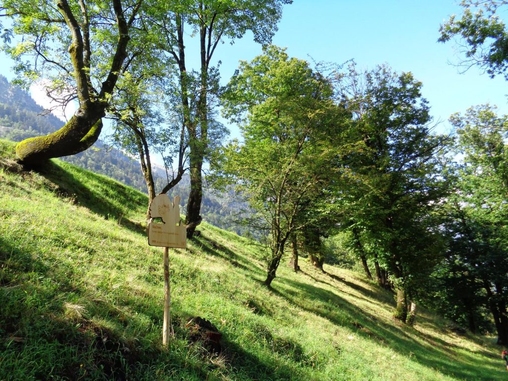 Soazza, percorso bosco, Gallo cedrone