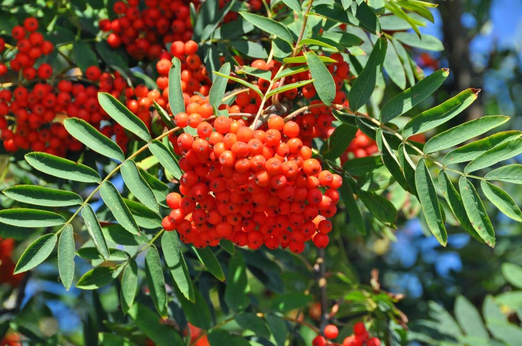 Le bacche rosse del Sorbus aucuparia compaiono già a fine estate (Marc Ryckaert)