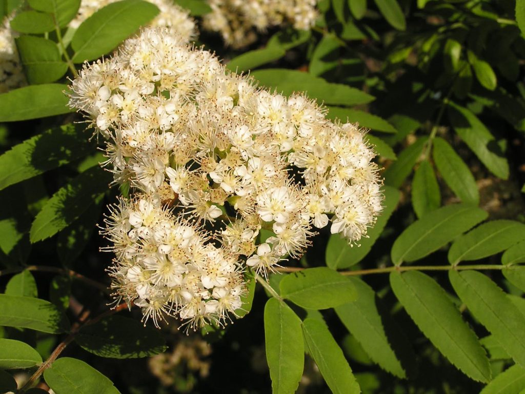 I fiori bianchi del Sorbus aucuparia sono molto amati dalle api (Andrew Butko)