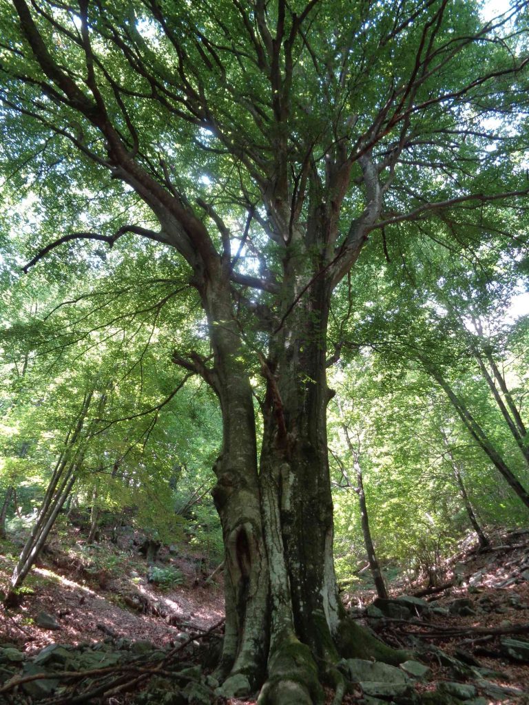 (E. Stampanoni)