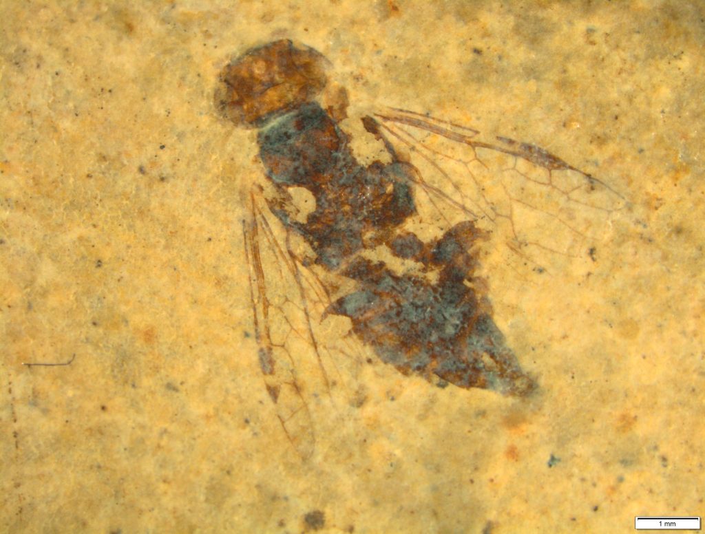 Magnicapitixyela dilettae maschio, 8 mm, © Museo cantonale di storia naturale. (F. Magnani)