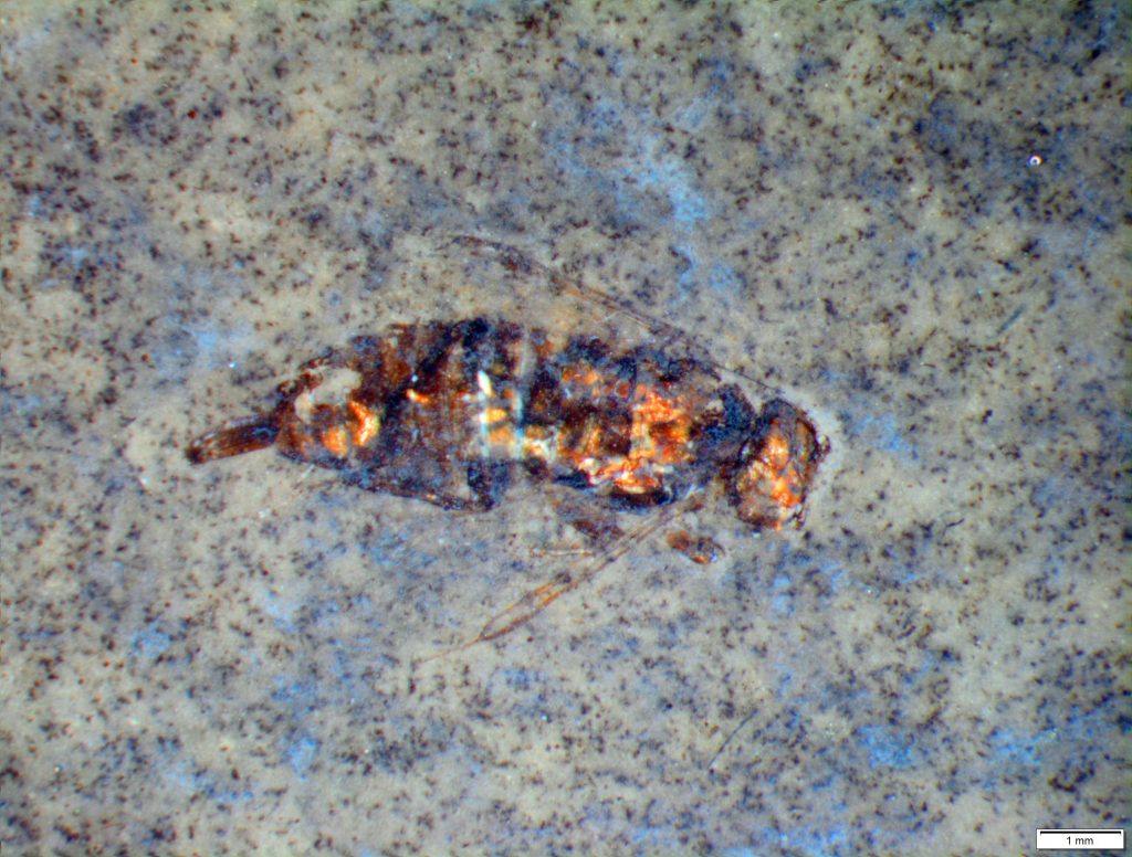 Magnicapitixyela dilettae femmina con ovopositore, 8 mm, © Museo cantonale di storia naturale. (F. Magnani)
