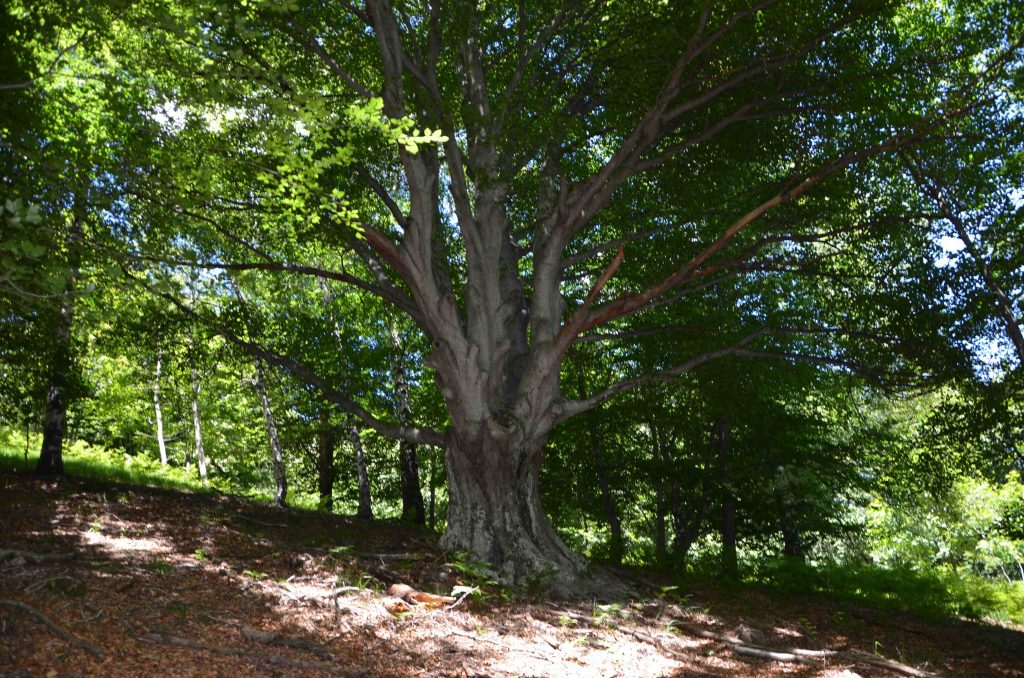 Faggi monumentali sul sentiero verso il Monte Lema
