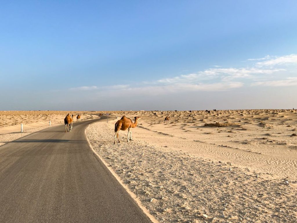 Qui siamo nella zona di Tozeur al confine con l'Algeria