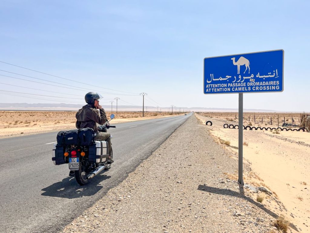Incontrare i dormedari lungo le strade del Sud della Tunisia non è raro