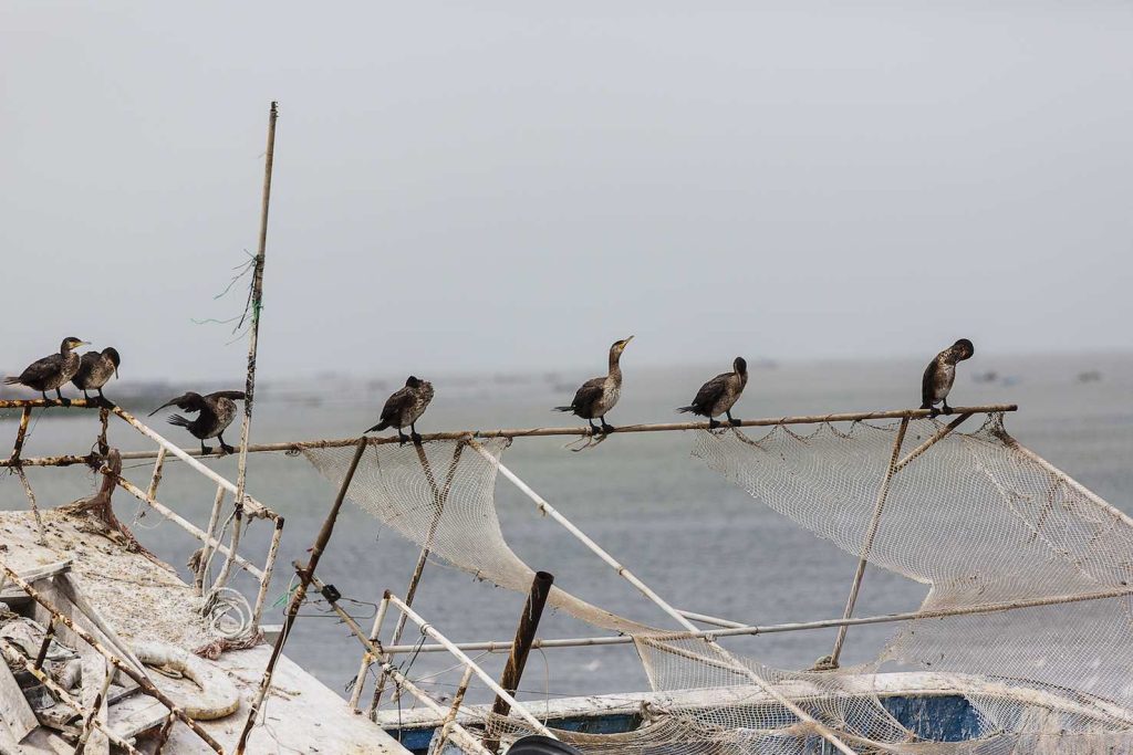 Cormorani a riposo, si asciugano dopo il bagno godendosi il sole e il vento