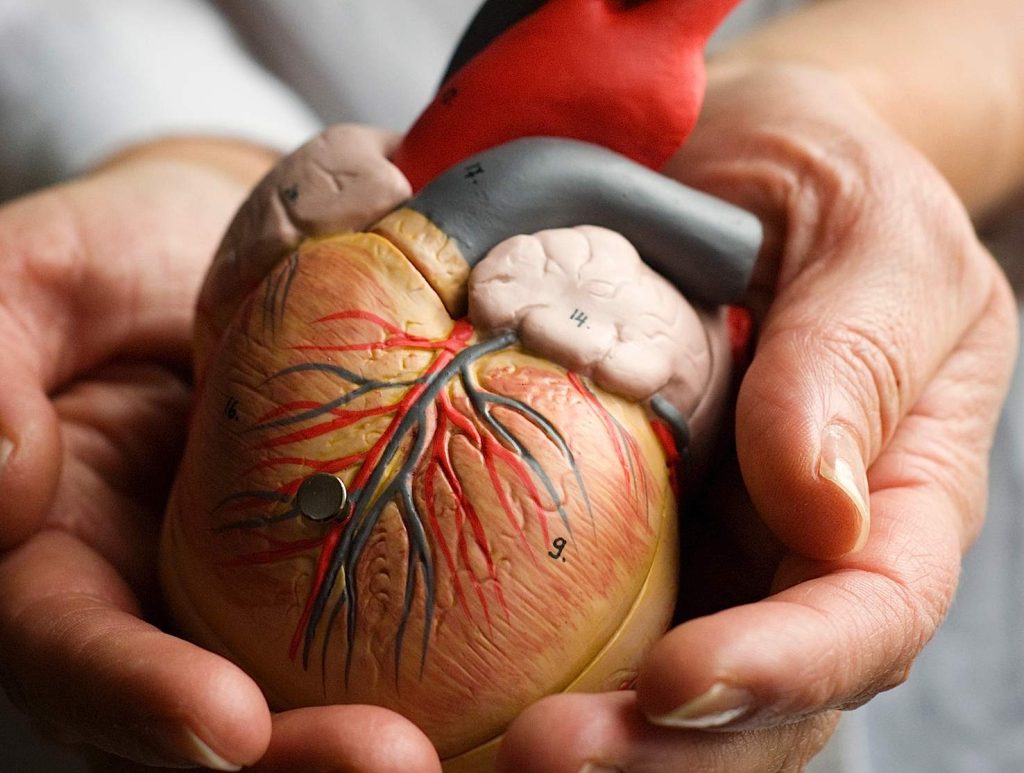 A livello mondiale le malattie cardiovascolari sono la causa principale di mortalità e di ricovero ospedaliero (Marka)