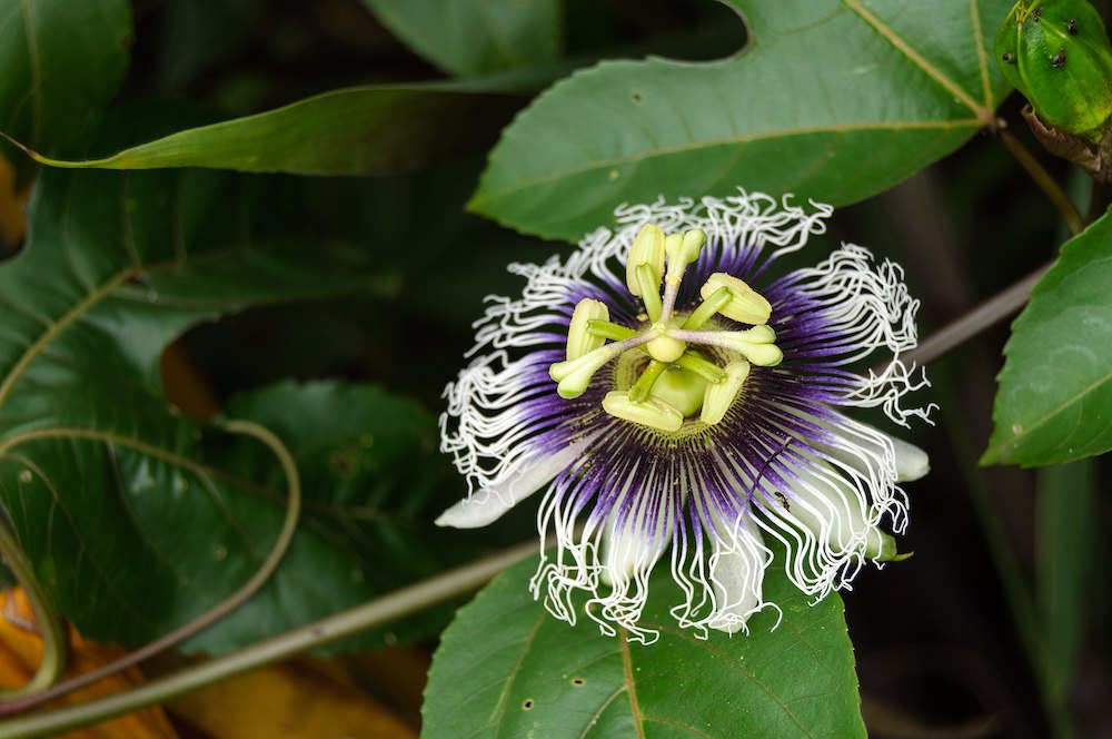 La Passiflora, o Frutto della passione è detto anche il «calmante amico delle donne» perché lenisce i dolori mestruali (Wikipedia)