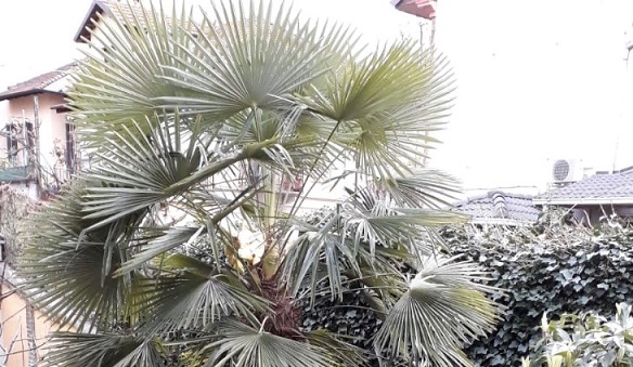 La palma del cortile di Luigi Forte