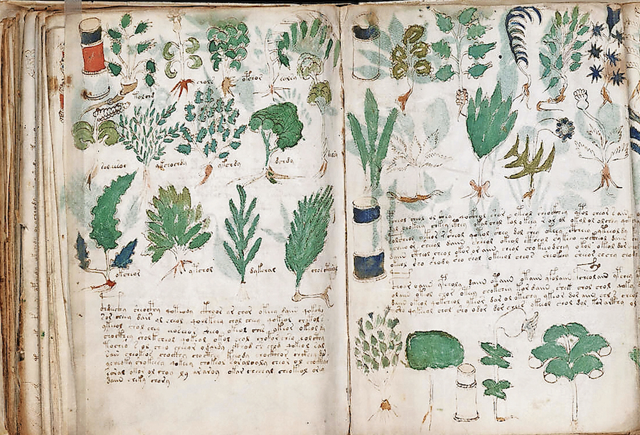 Il codice illustrato conosciuto come manoscritto di Voynich risale al XV secolo e sarebbe scritto in un dialetto medio tedesco, le piante rappresentate sono specie presenti nelle Alpi. (Wikimedia/Università di Yale)