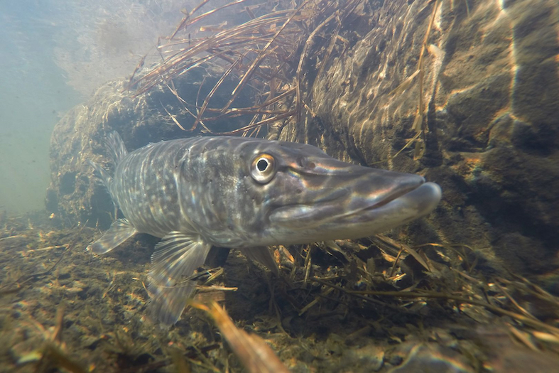 Un Luccio (Federazione Svizzera di pesca / copyright Meyer)