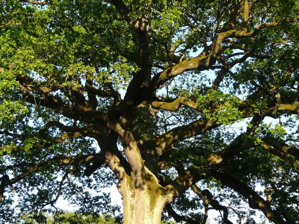 Un esemplare di quercia - Quercus petraea (pxhere.com)