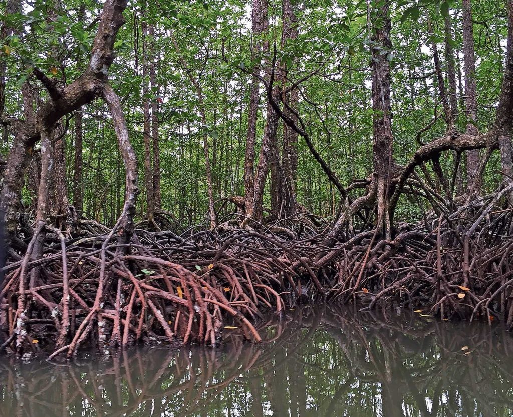 Nelle Filippine per far fronte all'innalzamento del mare si sono ripristinate le barriere naturali di mangrovie (Pixabay.com)