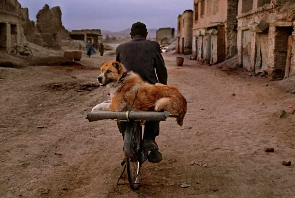 Kabul: il cane sul portabagagli della bicicletta sta per essere portato a un combattimento (Steve McCurry)