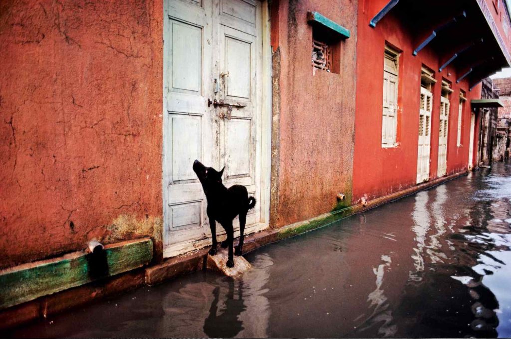 India: anche i cani soffrono per i sempre più frequenti monsoni (Steve McCurry)