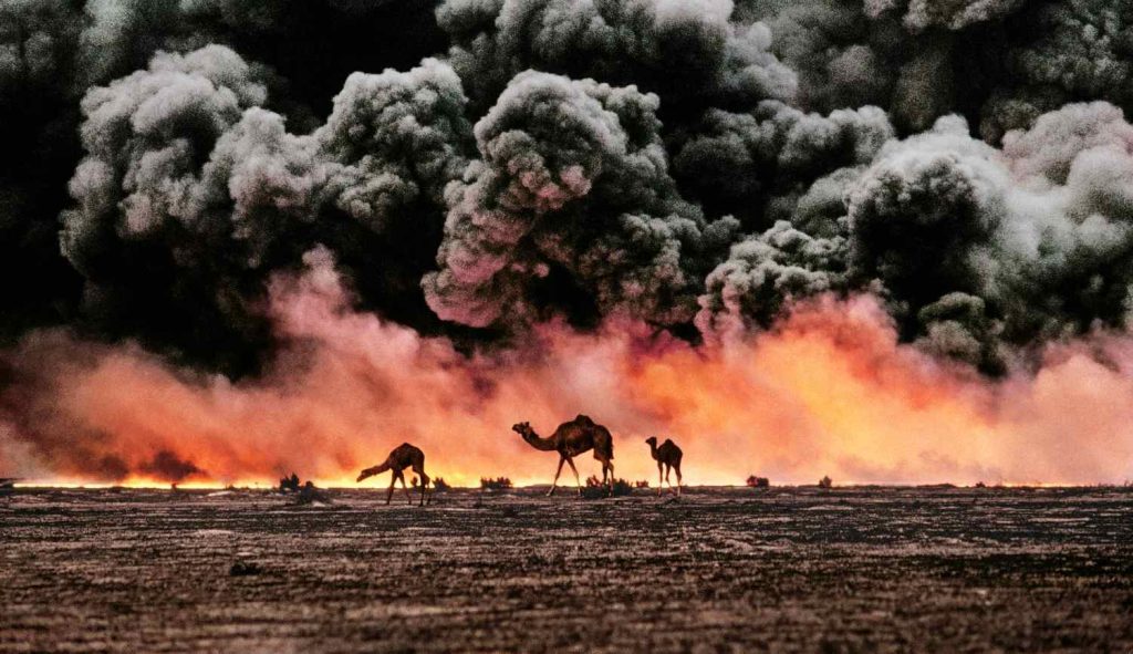 L'inferno del Kuwait con gli animali alla ricerca disperata d'acqua (Steve McCurry)