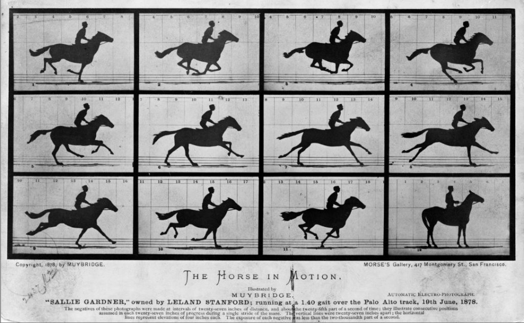Cavallo in movimento. (Wikimedia Commons)