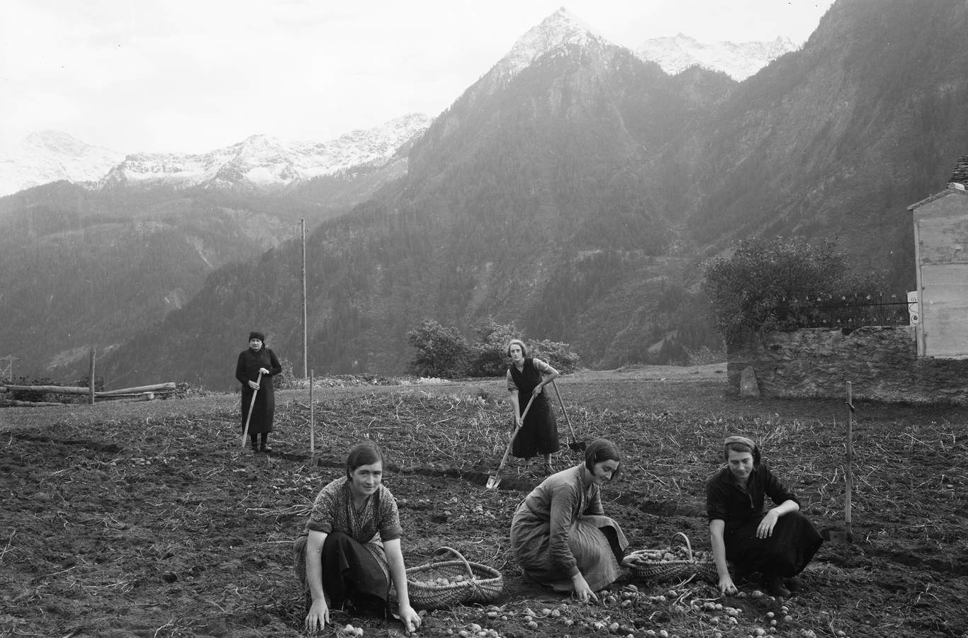 Raccolta delle patate a Catto, 1939 (Archivio storico della Città di Lugano, Fondo Vincenzo Vicari)
