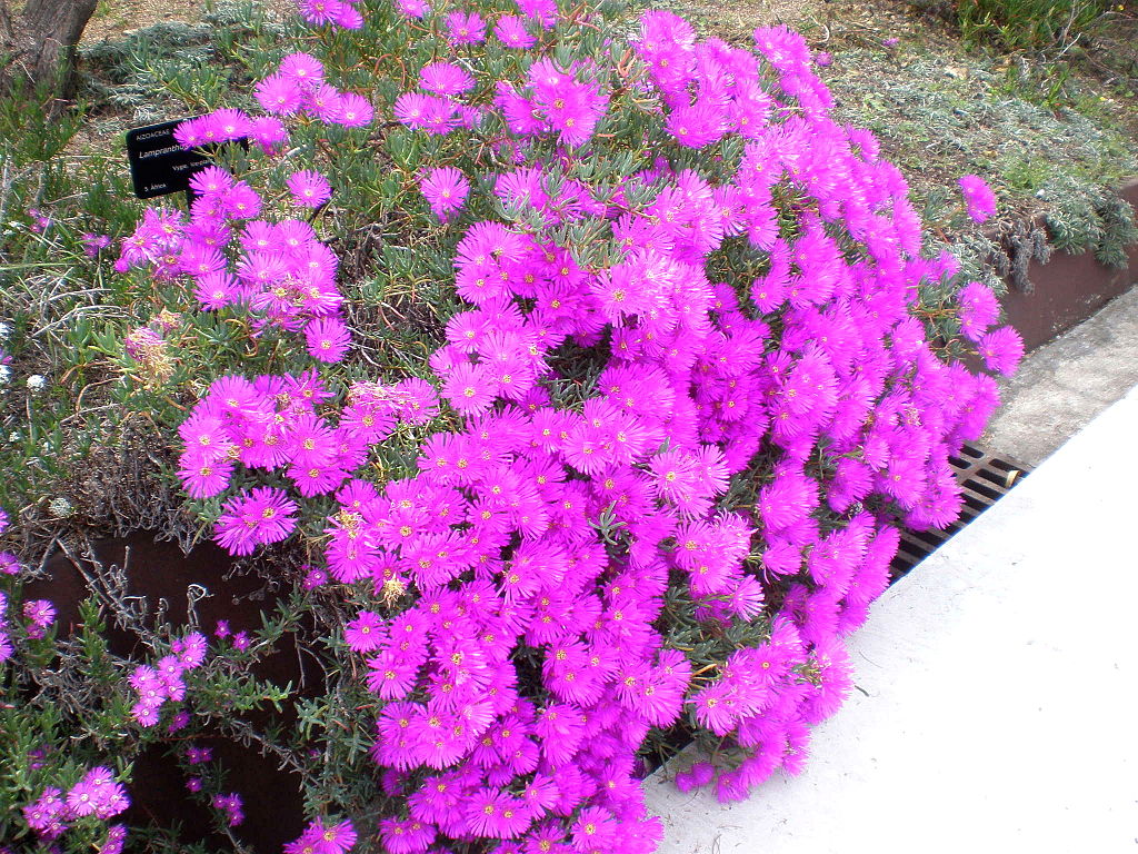 Un esemplare di <i>Lampranthus multiradiatus</i> (Wikipedia)