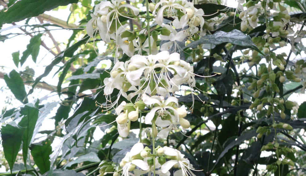 Un esemplare di Clerodendrum laevifolium (Wikipedia)