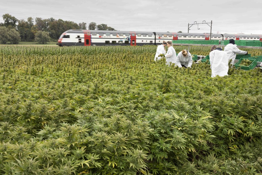 La canapa viene oggi coltivata, anche legalmente, per più scopi, anche medici: qui una coltivazione della ditta Medropharm nel canton Turgovia (Keystone)