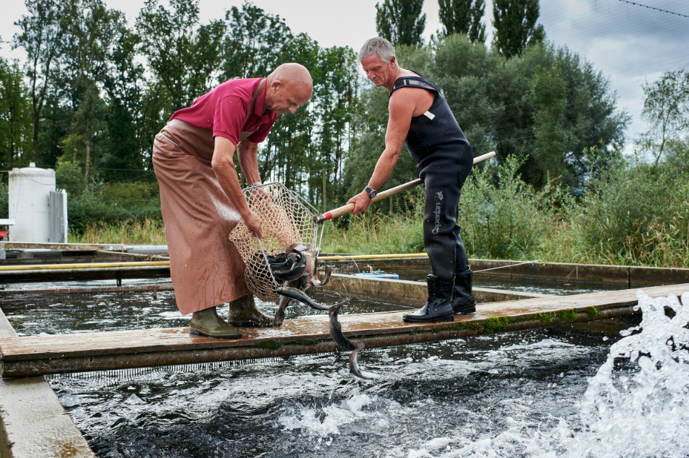 Allevamento di trote a Chamby, nel canton Vaud (foto Charles Ellena)