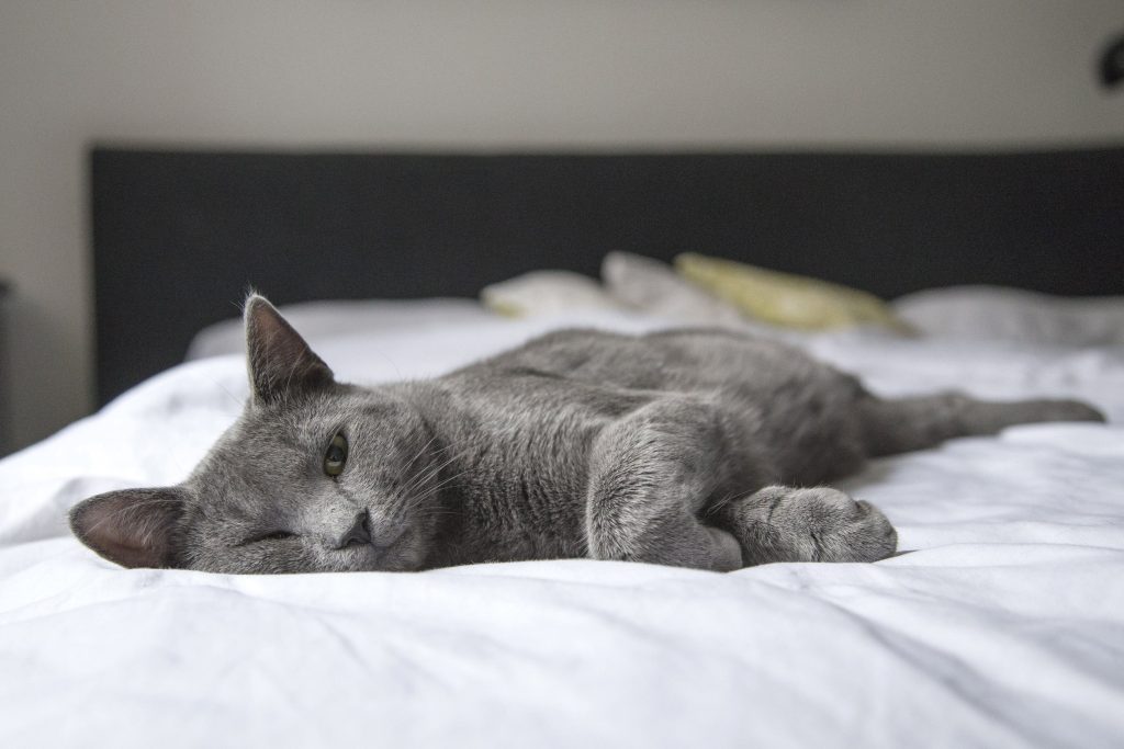 Una mostra per chi ama non solo la presenza ma anche l'essenza dei gatti (Pexels.com)