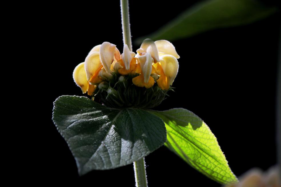 Phlomis russeliana (Pixabay.com)