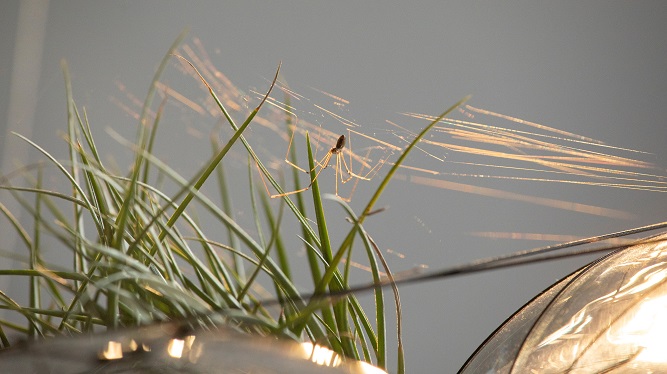 Tomás Saraceno, Flying Gardens, 2020 (part.) (Court. the Artist; © foto Ela Bialkowska, OKNO Studio)