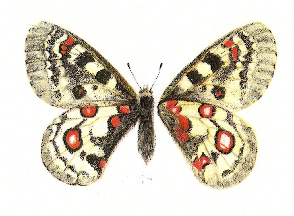 Parnassius phoebus (Lionel Higgins)