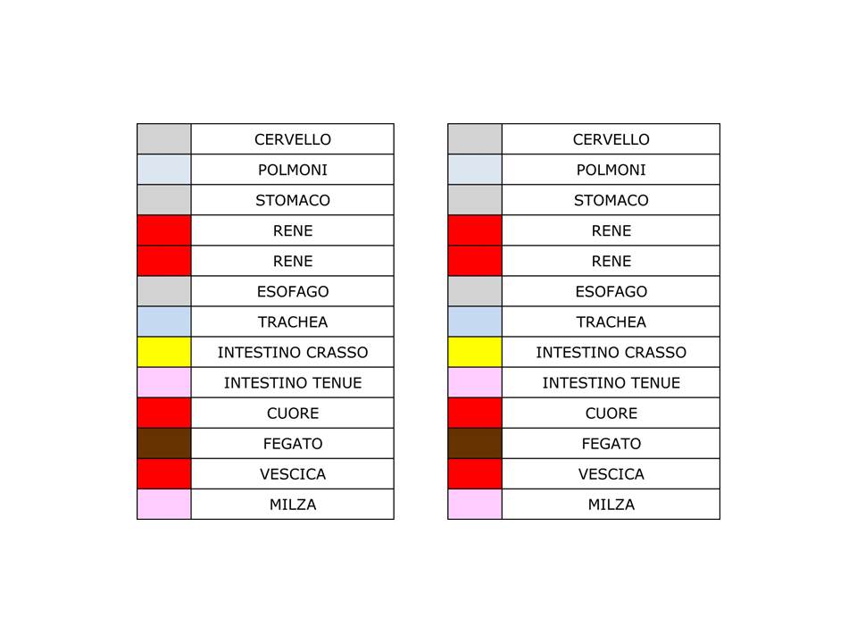 Tabella degli organi interni