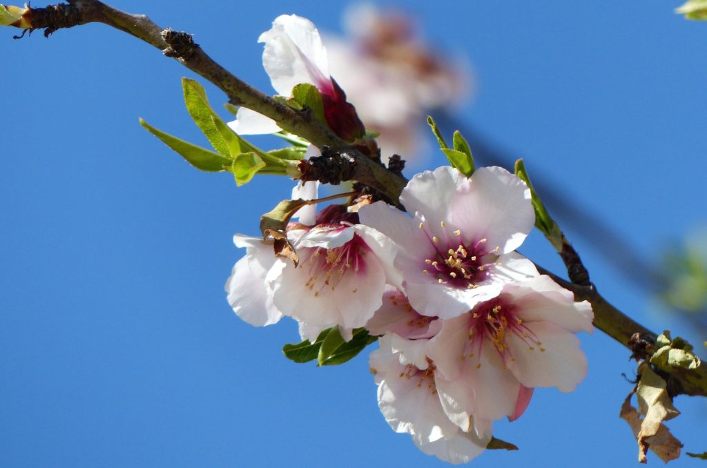 Agrigento, fiori di mandorlo