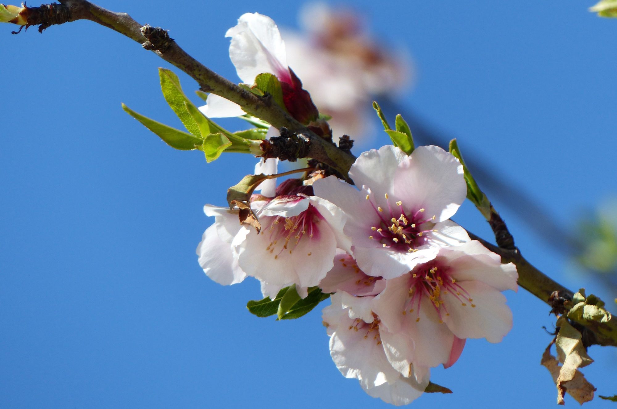 Agrigento, fiori di mandorlo
