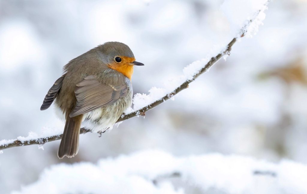 Burkhardt Marcel/BirdLife Svizzera