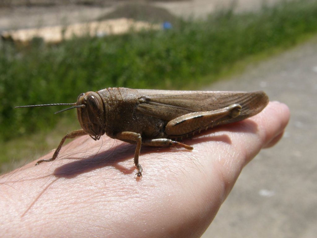 La locusta egiziana può raggiungere i 7 centimetri (@Dipartimento del territorio)