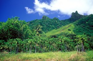 Il respiro fiorito di Rarotonga