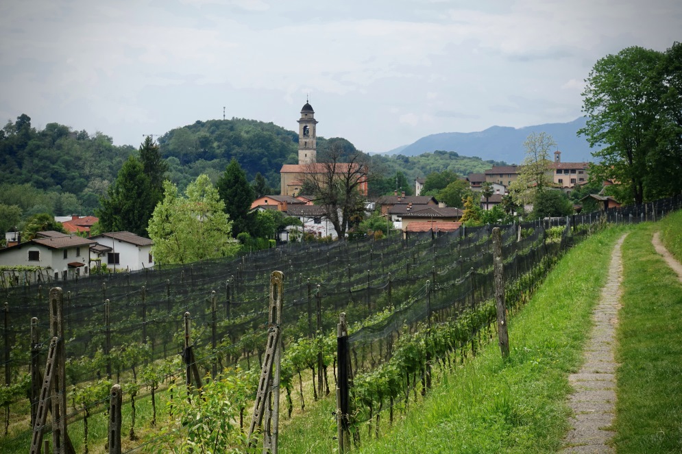 In mezzo ai vigneti prima dei Grappoli di Sessa