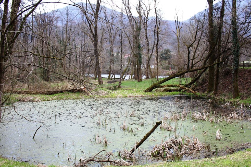 Il biotopo in località Ressiga si trova tra il fiume Tresa e la strada cantonale che conduce a Fornasette. (Elia Stampanoni)